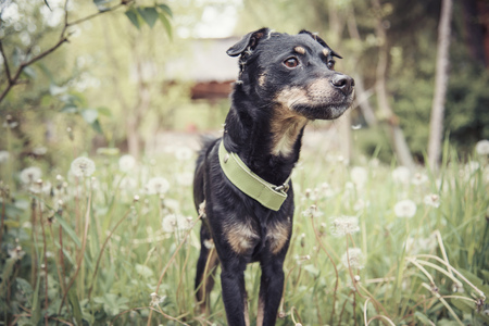 Cute little black puppy smelling the tall grass, covered with white dandelion blow leavesの写真素材
