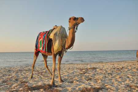 A camel with a vibrant saddle stands on a sandy beach, facing the calm water. The sun sets in the...