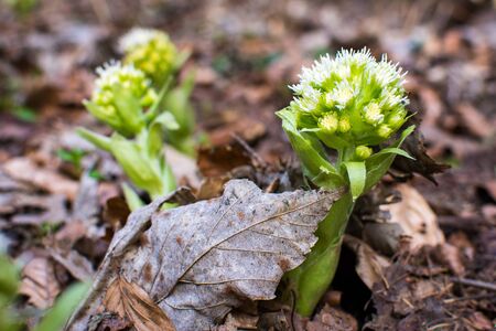 flowerの写真素材