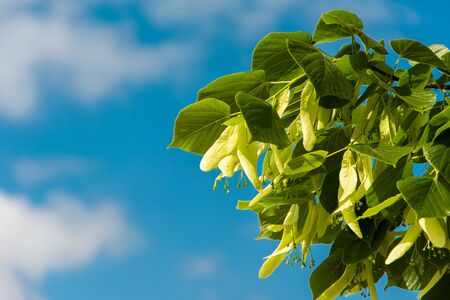 Lindenの写真素材