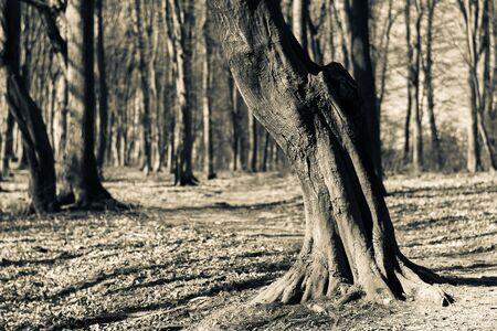 Lonely treeの写真素材