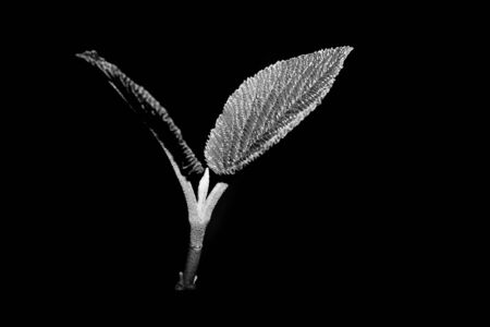 nature, forest, black and whiteの写真素材