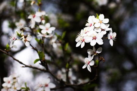 cherry blossomsの写真素材