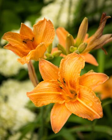 liliesの写真素材