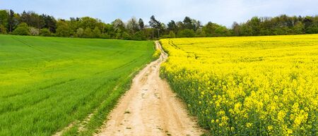 spring barley and oilseed rape crosses the road