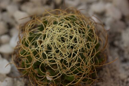 Cactus Dolichothele Mammillaria camptotricha among the rocksの写真素材