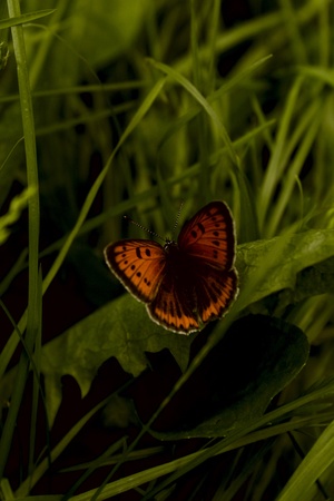 a butterfly in the grassの写真素材