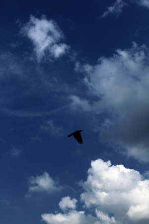 a black raven in the blue skiesの写真素材