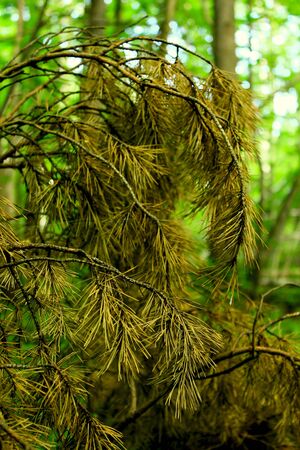 a dry fir in the forestの写真素材