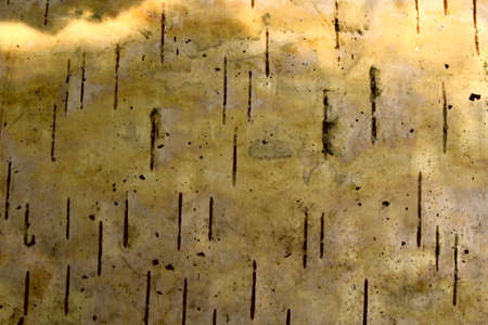 rind of a birchの写真素材