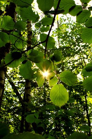 a ray of sun throgh the leavesの写真素材