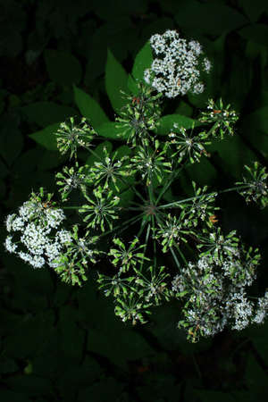 a white flower on the green backgroundの写真素材