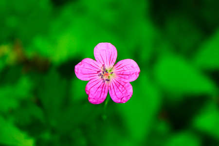 a pink flower on the black backgroundの写真素材