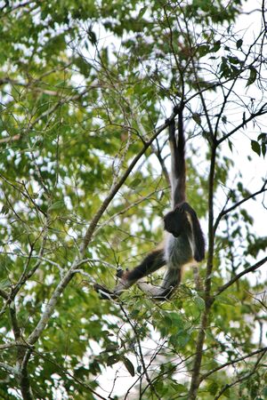 Monkeys in trees over Calakmul ruinsの写真素材