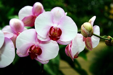 National flower, Orchid floralの写真素材