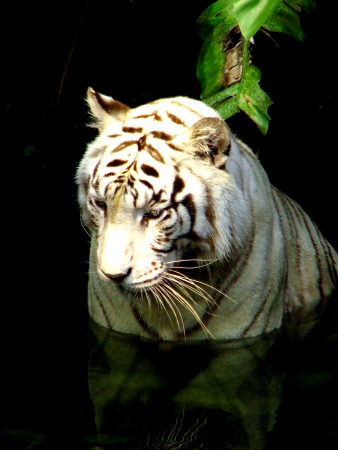 White Tiger Portrait, Big Cat Asia, Rare animalの写真素材