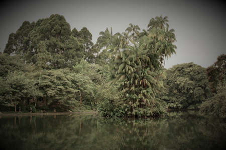 Palm trees and lake in the tropical forest. Black and white photo.の写真素材