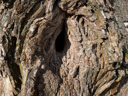 Wood texture on a bright sunny day with moss. Greens and browns. Saturated backgroundの写真素材