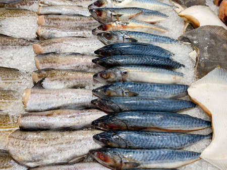 Fresh mackerel, pollock, flounder on ice. Chilled natural seafood. Mediterranean cuisine.