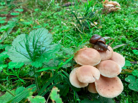 Autumn landscapes. The snail is crawling through the mushroom family. Brown objects on a background of green grass and leaves of wildの写真素材