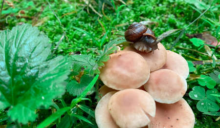 Autumn landscapes. The snail is crawling through the mushroom family. Brown objects on a background...