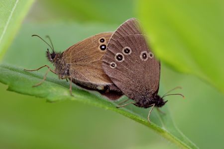  	butterflysの写真素材