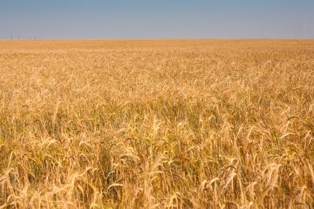 Wheaten field and the blue skyの写真素材