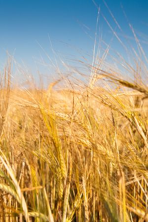 Wheaten field and the blue skyの写真素材