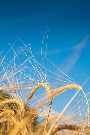 Wheaten field and the blue skyの写真素材