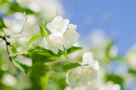 jasmine blossomの写真素材