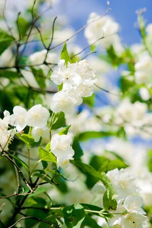  jasmine blossomの写真素材