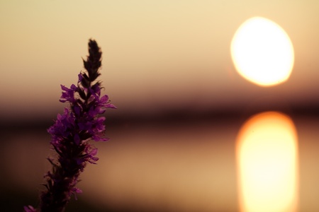 sunsetの写真素材
