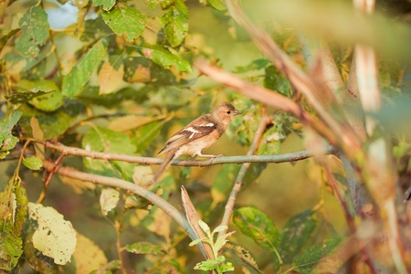 nightingale in natureの写真素材