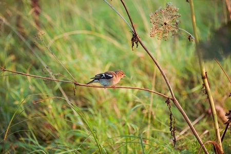 nightingale in natureの写真素材