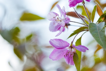 	Flowers of apple treeの写真素材
