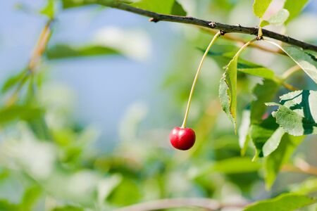 red cherry の写真素材