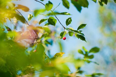 red cherry