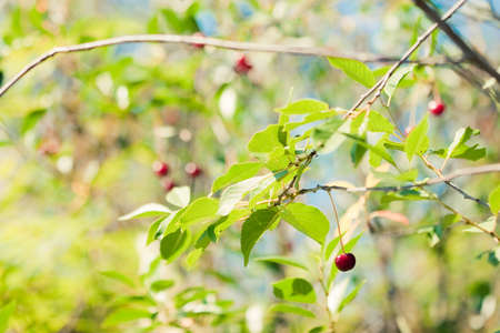 red cherry