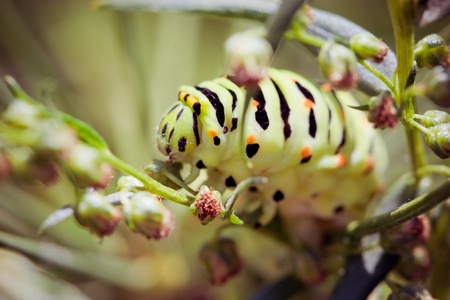 Swallowtail (Papilio machaon) caterpillarの写真素材