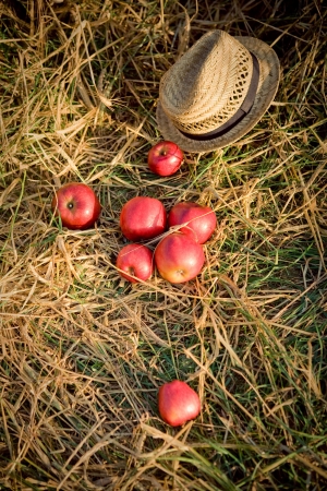 apples and hat on wheat fieldの写真素材