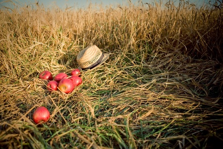 apples and hat on wheat fieldの写真素材