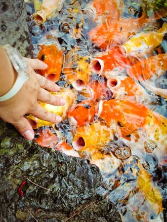 	Colorful brocaded carps の写真素材
