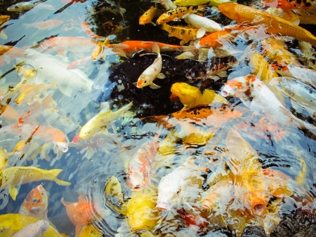 	Colorful brocaded carps の写真素材