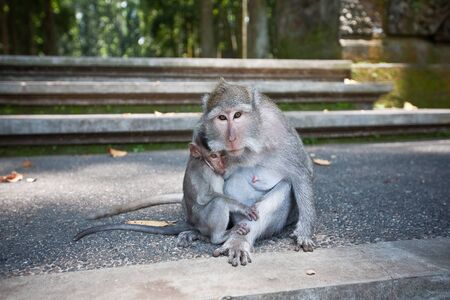 monkey with a baby at Sangeh monkey forest, Bali, Indonesia の写真素材