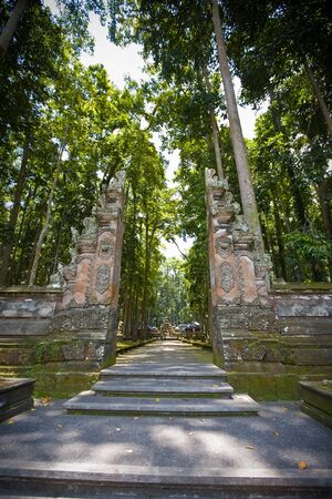 Monkey forest in Bali  Sangeh の写真素材