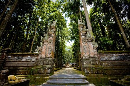 Monkey forest in Bali  Sangeh 
