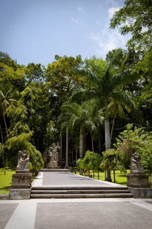 Monkey forest in Bali  Sangeh の写真素材