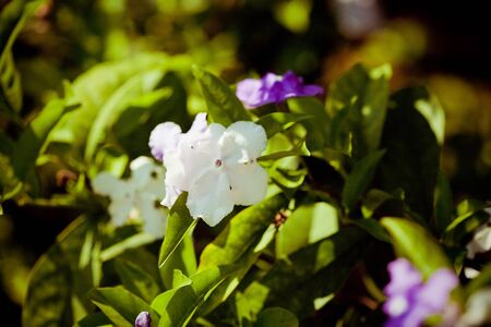 asian flowersの写真素材