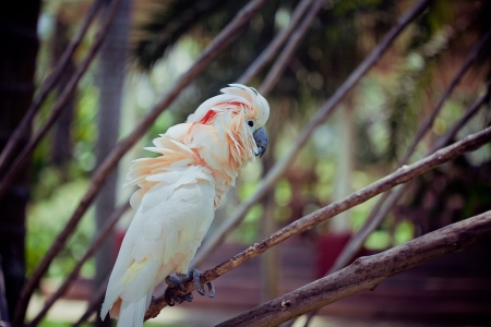 white bird parrot cockatoo  sitting on branch の写真素材