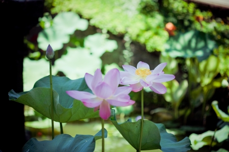 Pink Lotus on the Riverの写真素材